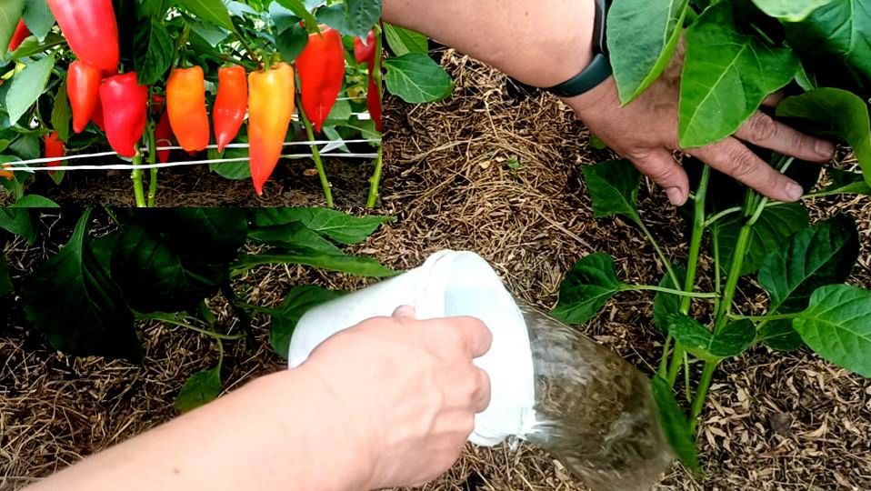 Чем подкормить сладкий перец для наращивания куста, завязей и будущего урожая