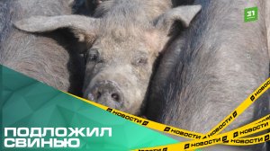 Подложил свинью. Жители поселка Бажово жалуются на нашествие кабанов с соседней фермы