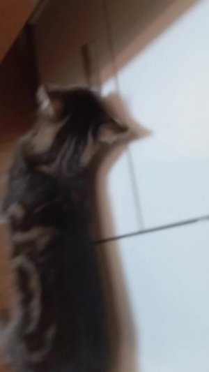 пааа