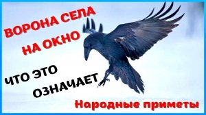 Ворона села на окно. Что это значит? Народные приметы