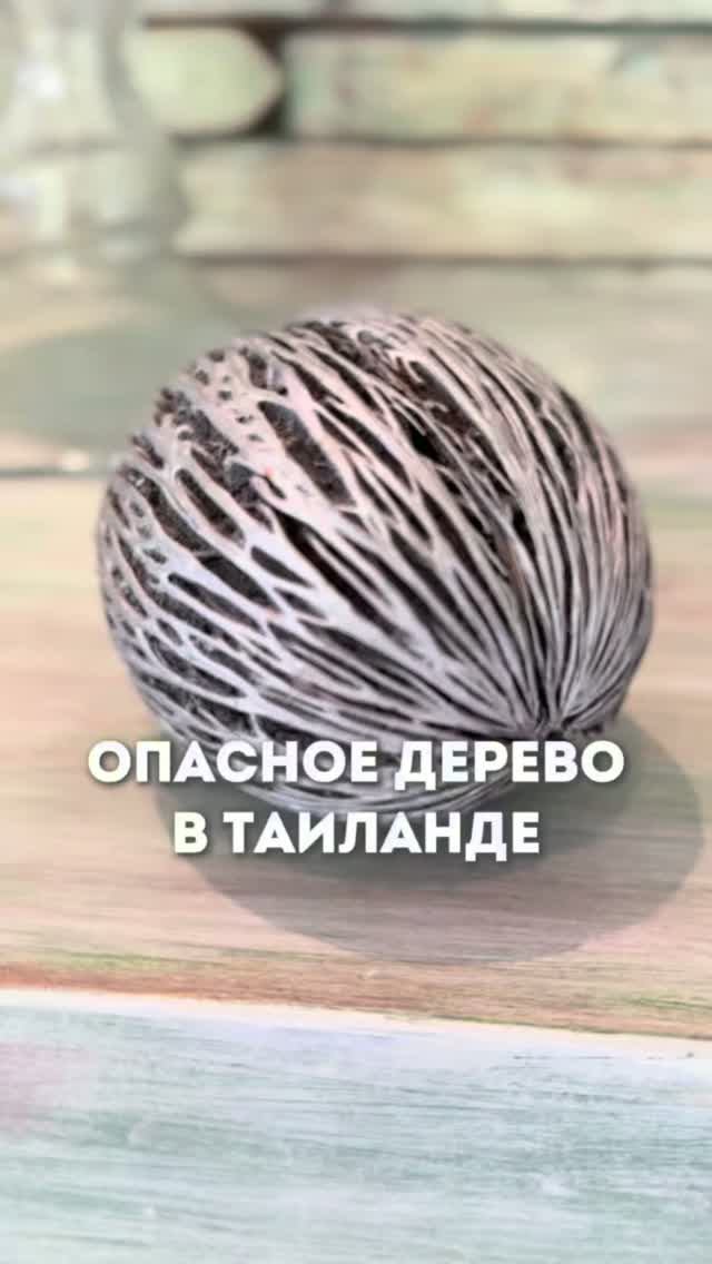 Опасное дерево в Таиланде