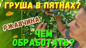Ржавчина на Груше: Чем Обработать и Как Спасти Урожай