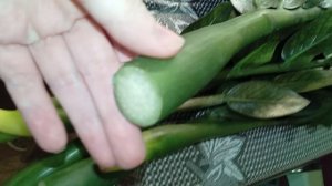 Простой способ укоренения ветки замиокулькаса в воде