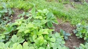 Дела огородные 🌱- часть 7 🙂- прополка моркови 🥕- «война» с укропом 🙍🏻