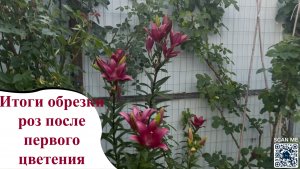 Итоги обрезки роз после первого цветения