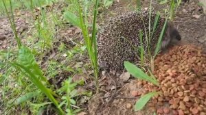 Вечерний гость🦔🌾