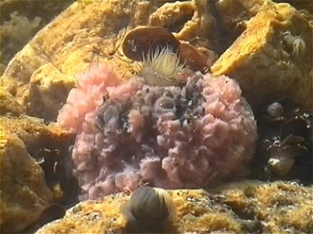 © Как фильтрует воду морская губка. Эксперимент в аквариуме // As filters water sea sponge смотреть онлайн