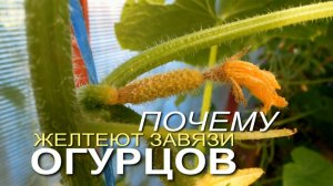 🥒Желтеют завязи ОГУРЦОВ - что делать!