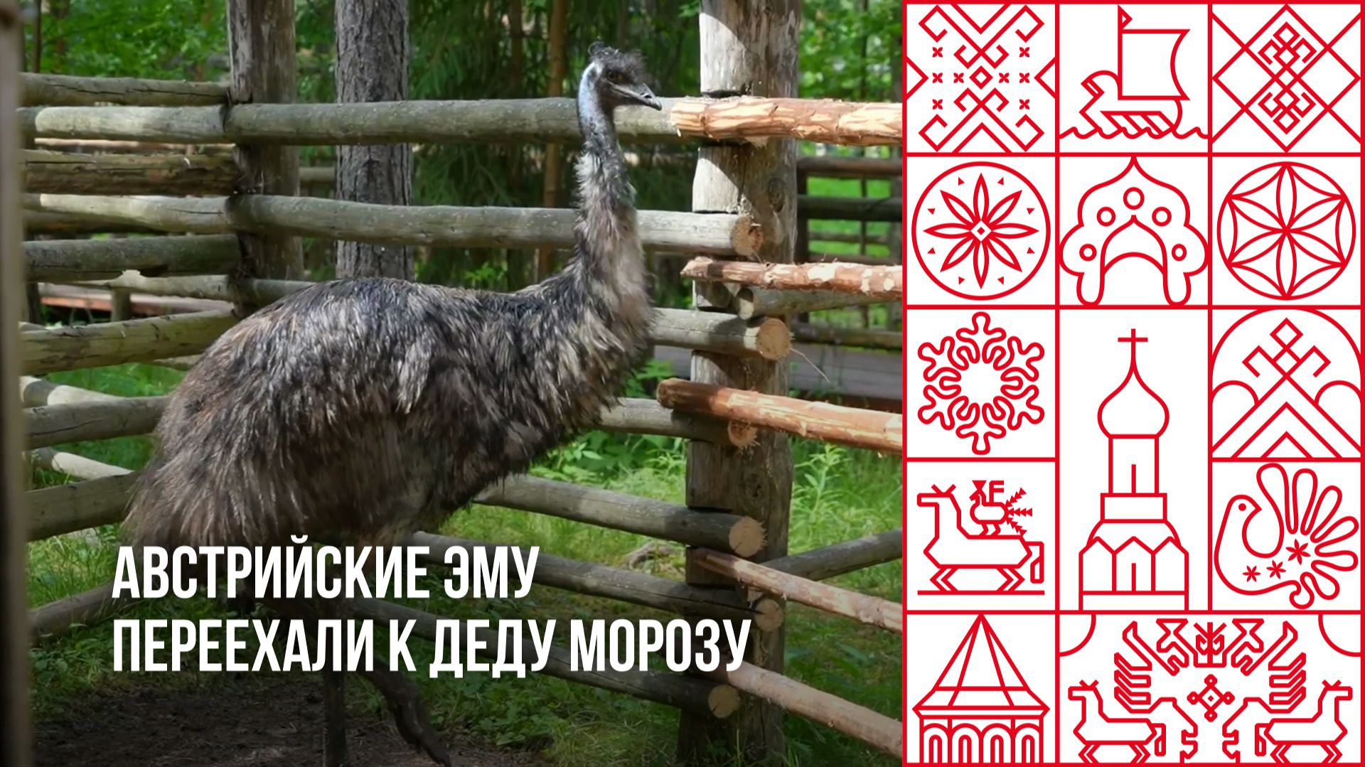 Австрийские эму переехали к Деду Морозу в Великий Устюг