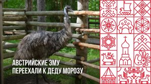 Австрийские эму переехали к Деду Морозу в Великий Устюг