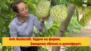 Anh Bushcraft. Будни на ферме .Заварное яблоко и джекфрукт.
