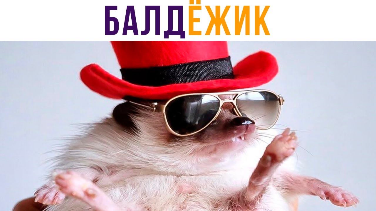 Ёжик-Балдёжик) Приколы смотреть онлайн