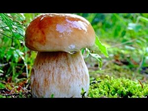 Белые грибы, подосиновики огромными полянами. Новый грибной лес. Тихая охота в сильный дождь.