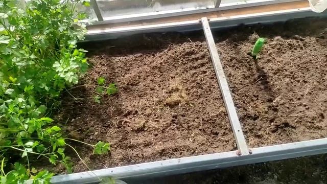 129-.Дача..снимаю урожай Арбузов и Дынь😁 14.09.22