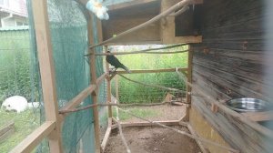 Ворон Гриша 25 июня, с праздником