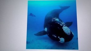 самые странные морские животные.