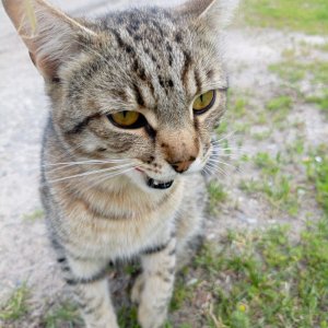 Какая Киса актриса
