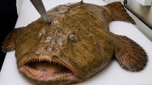 От уродливого чудовища до вкуснейших морепродуктов — потрясающее японское мастерство разделки рыбы