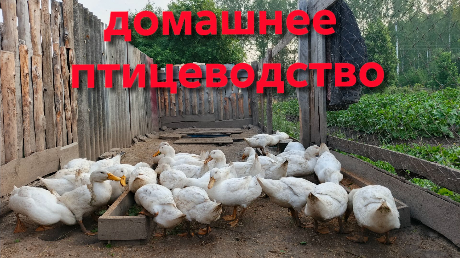 Отличная легкая мешанка для домашней птицы в летнюю жару