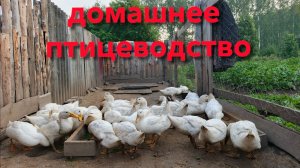 Отличная легкая мешанка для домашней птицы в летнюю жару