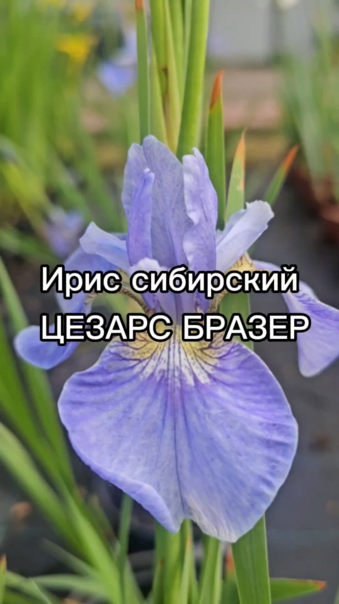 Выращивание цветов