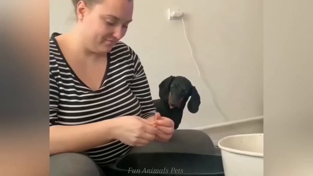 Funny ANIMALS videos 😂 Funniest CATS🐈 and DOGS🐕 2026_1080p смотреть онлайн