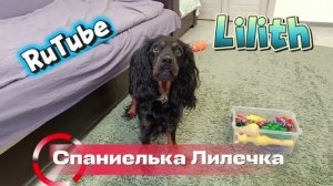 Собака убирает игрушки