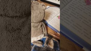 влог.Знакомство. Басики。