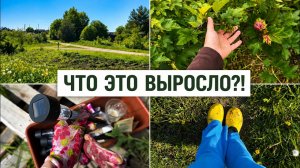 ЧТО ЭТО У НАС ВЫРОСЛО В ОГОРОДЕ?! 🌿 Делаю клумбу из кирпича