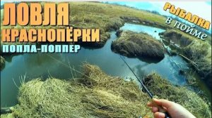 Ловля краснопёрки на БАКЛУШАХ и РУЧЬЕ в пойме реки ПОПЛА-ПОППЕР
