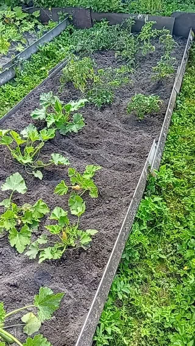 ТАК БЫСТРО НИКТО НЕ ПОЛЕТ/ОГОРОД СВОИМИ РУКАМИ #дача #shorts  #дача #огород #garden