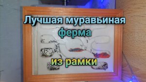 Как сделать ЛУЧШУЮ муравьиную ферму из рамки. Самодельный формикарий из гипса