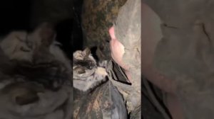 Радостные моменты / Пушистые друзья наших бойцов/Волонтерская помощь.
