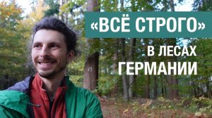 Лесное хозяйство Германии: как устроен баланс свободы и контроля