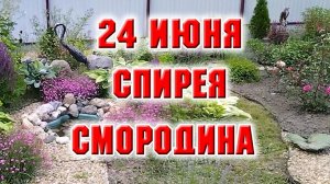24 июня. Обрезала спирею, обработала ягодные кустарники