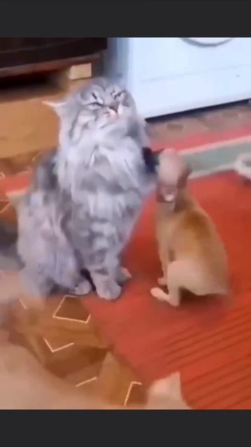Вот это терпение смотреть онлайн