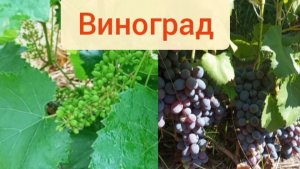 Виноград. Как его выращивать и формировать.