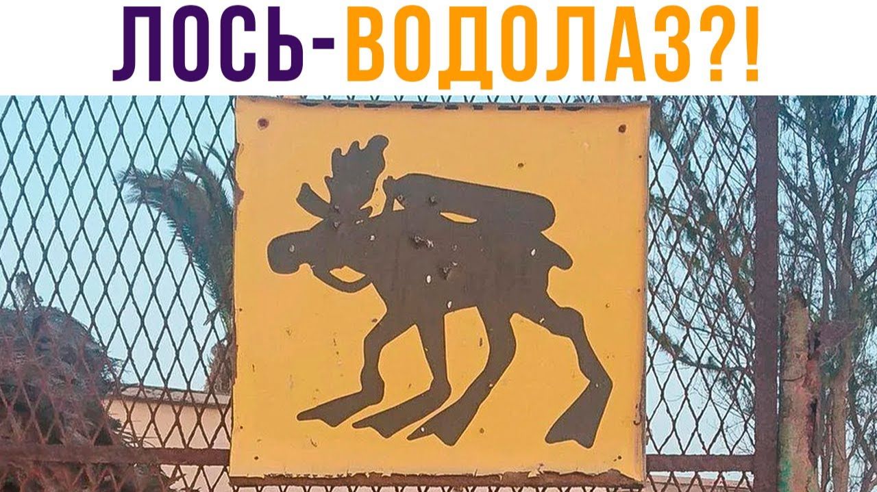 Лось-водолаз. Стоп, что?) Приколы смотреть онлайн