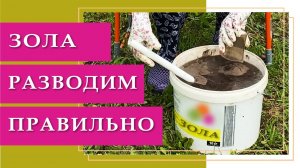 Как правильно развести золу для подкормки растений.