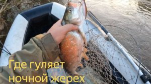 Короткая ночная вылазка на Вятку за жерехом. Виды как в тропическом лесу.