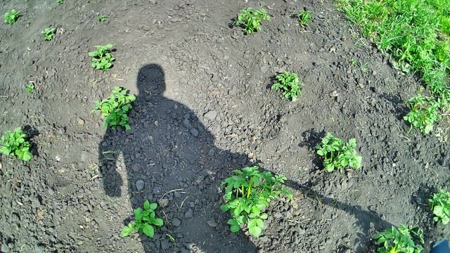 Китайский супер окучник в деле. смотреть онлайн