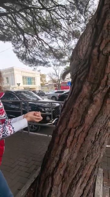 Можно ли погладить белочку смотреть онлайн