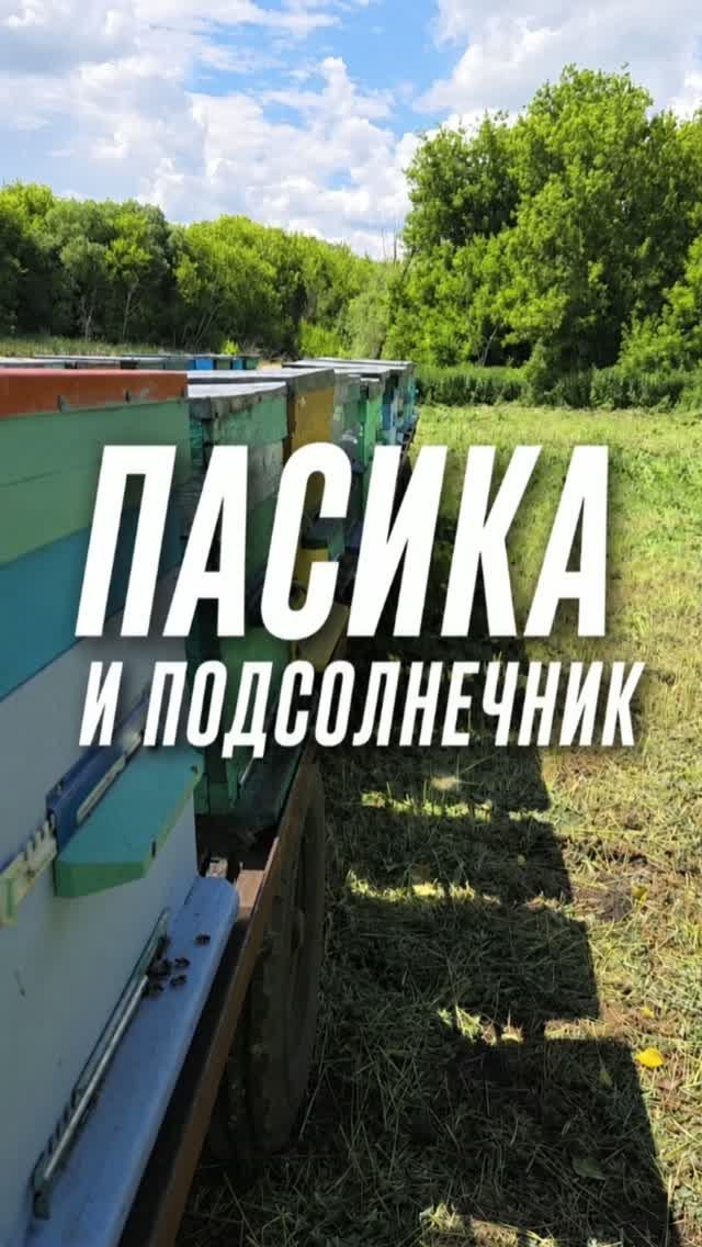Пасика и подсолнечник #AUM #YogaFerma #сельскоехозяйство #подсолнечник #поле #фермер