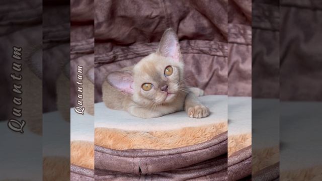Шоколадный бурманский котёнок мальчик Quantum  Freya Way. Помёт «Q8»