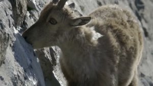 Горные козлы на высокой плотине