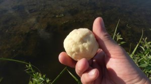 100% БЕЗОТКАЗНАЯ НАСАДКА НА КАРАСЯ И ПЛОТВУ! РЫБАЛКА НА ПОПЛАВОК