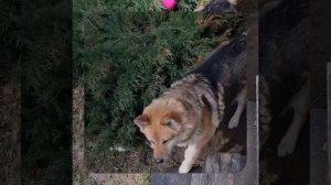 1000062798.mp4 (Собака наблюдает за установкой наружных уголков на 1 этаже в доме А-фрейм)