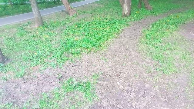 Жаль мне иву и бересклет