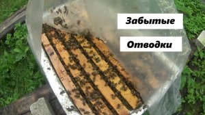 Забытые отводки не пасеке.