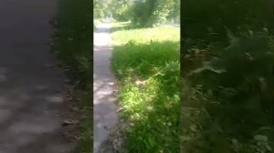 дневной стрим
